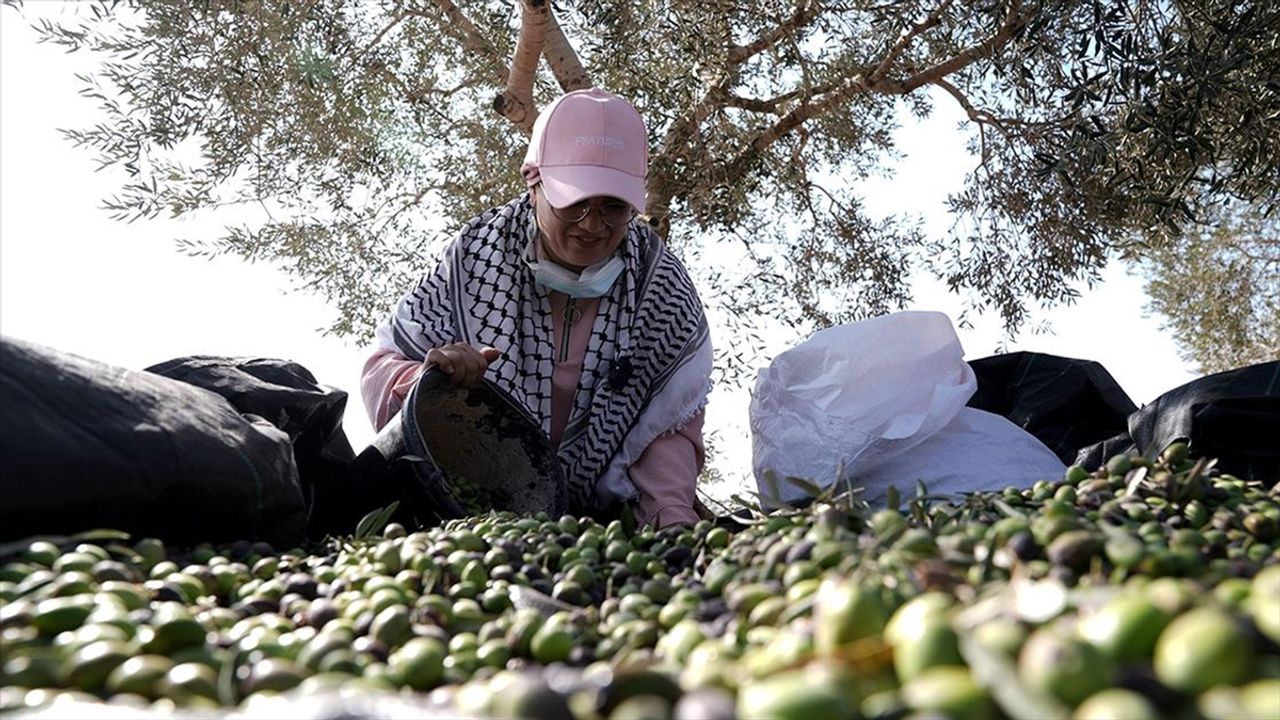 Batı Şeria, zeytin hasadında Filistin topraklarını gasbeden İsraillilerin saldırılarına sahne oluyor