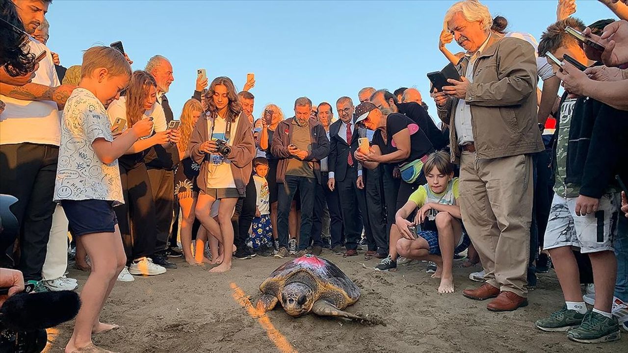 Caretta caretta 'Cumhuriyet' mavi sularda 1 yılda 500 kilometre yol katetti
