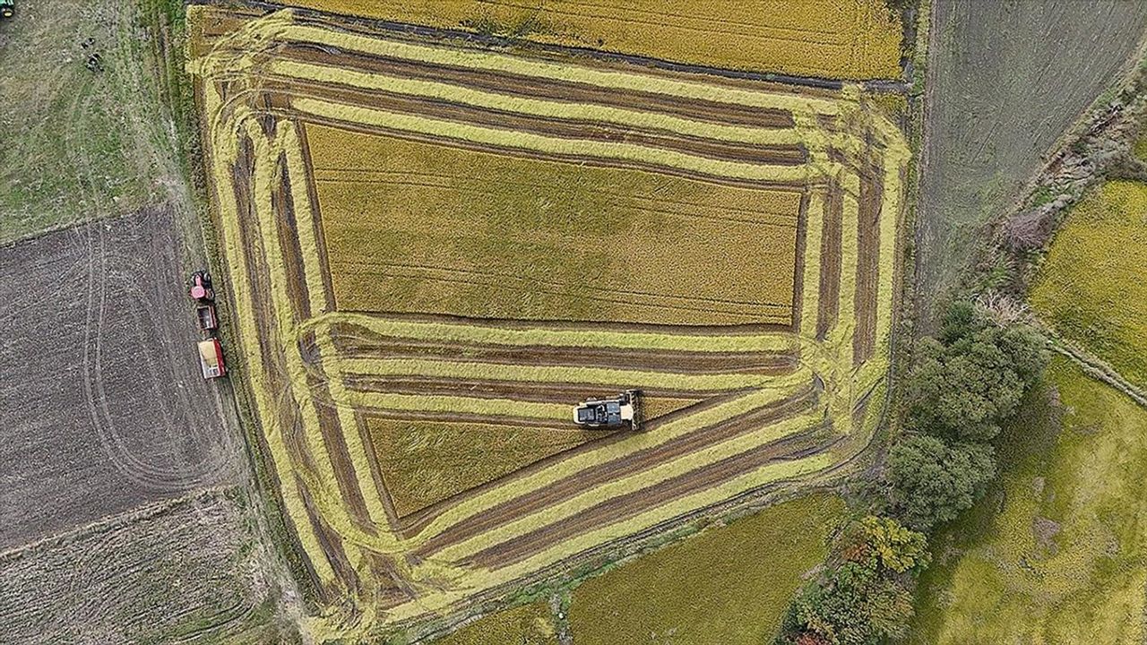 Tarımsal üretime yönelik Hazine destekli finansmana ilişkin limitler yeniden belirlendi