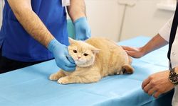 Dişleri kırılan kedi "Hani" kanal tedavisi ve kaplamayla beslenme rutinine kavuştu
