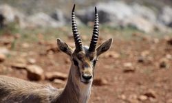 Hatay'daki dağ ceylanı merkezi, "gazella gazella" türünün neslini koruyor