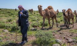 Karacadağlı besici, kara yoluna "dikkat deve çıkabilir" tabelası istiyor