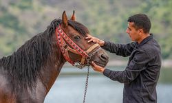 Rahvan atı "Boyka" kaslarını Fırat Nehri'nin serin sularında geliştiriyor