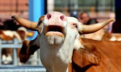 TDV gençlere yönelik "İlk Kurbanım İlk İyiliğim" kampanyasını bu yıl da sürdürecek