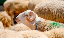 Türkiye'den kurban bağışları dünyada milyonlarca kişinin sofralarına ulaşacak