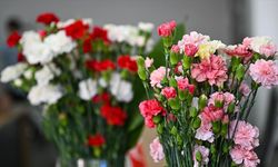 Yıl boyunca çiçekli kalan iki yeni karanfil çeşidi geliştirildi
