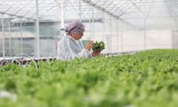Bakan Yumaklı, Bafra ve Çaycuma Sera OTB'lerinde üretime başlandığını bildirdi