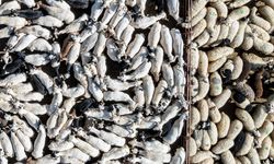 Bayram dolayısıyla 3 milyonun üzerinde kurbanlık satıldı