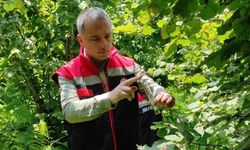 Rize'de 50 bin samuray arısı doğaya salındı