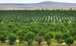 TİGEM'in badem ormanları erozyonla ve zararlılarla mücadele ediyor