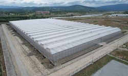 Zonguldak'taki sera organize tarım bölgesi ülke ekonomisine yıllık 750 milyon lira katkı verecek
