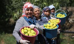 AB tescilli Aydın incirinde bunaltıcı sıcakta hasat mesaisi