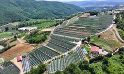 Akıllı tarım teknolojisi enerjide yüzde 99'a varan tasarruf sağlıyor