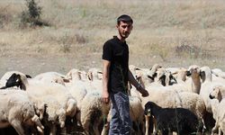 Erzincanlı genç girişimci devlet desteğiyle kurduğu modern çiftlikte tarım ve hayvancılık yapıyor