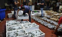 Kocaeli Ereğli Balık Hali'nde balık mezadı hareketliliği sürüyor