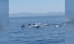 Kuşadası'nda yunusların gösterisi görüntülendi
