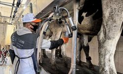 Uçak mühendisliği bilgisiyle sığırlarda meme iltihabını önleyen cihaz geliştirdiler