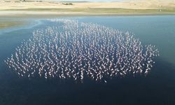 Yozgat'ta flamingolar jandarma ekiplerince korunuyor