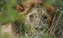 Afrika'da aslanlar, habitat kaybı, avcılık ve kemik ticareti kıskacında