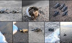 Antalya'da caretta caretta yavrularının denizle buluşmaları görüntülendi