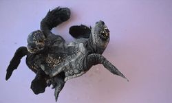 Antalya'da siyam ikizi yavru caretta caretta görüntülendi