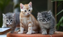 Bağımsız karakteriyle bilinen kediler çok sayıda kelime öğrenebiliyor
