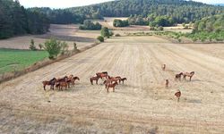Bolu Dağı'ndaki yılkı atları taylarıyla görüntülendi