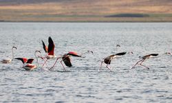Flamingolar Van Gölü'ne renk katıyor