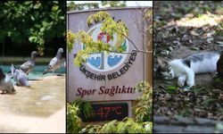 Günün ilk yarısında sıcaklıklar 16 kentte 40 dereceyi gördü