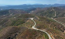 İzmir'de 6 yıl önce yanan ormanlık alana dikilen fidanlar 2 metreye ulaştı