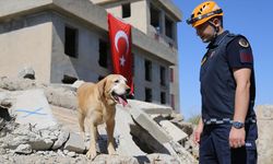 Kadavra arama köpeği 'Pusat' jandarmanın en büyük yardımcısı