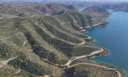 Manavgat'ta yanan ormanlık alanlar yeniden "yeşil örtü" ile kaplanıyor