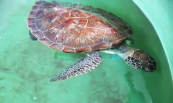 Uydu cihazıyla izlenen caretta caretta "Tuba" ikinci dünya turuna hazırlanıyor