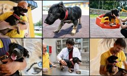 Zifte saplanmış bulunan köpek yavrusu uzman ellerde hayata tutundu