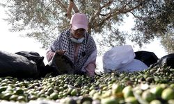 Batı Şeria, zeytin hasadında Filistin topraklarını gasbeden İsraillilerin saldırılarına sahne oluyor