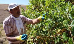 Cebinde taşıdığı tohumları 21 yıldır köyünün çorak arazileriyle buluşturuyor
