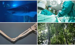 Domuz karaciğeri naklinden yeni köpekbalığı türü keşfine ekimin bilimsel gelişmeleri