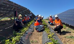 Enerjisa Üretim, güneş panelleriyle elektrik ürettiği arazilerde 5 tonluk ürün hasadı gerçekleştirdi