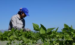 FAO ve Türkiye'den tarım politikalarını güçlendirecek yeni proje