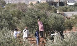 Filistin topraklarını gasbeden İsrailliler, Batı Şeria'da zeytin toplayan Filistinlileri hedef alıyor
