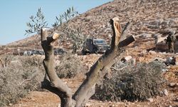 Filistinliler, İsrail silahlarının gölgesinde zeytin hasadı yapmaya çalışıyor