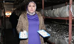 Kadın girişimci devlet desteğiyle kurduğu tesiste 75 ton mantar üretiyor
