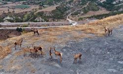 Kastamonu'da sürü halinde gezen kızıl geyikler doğal ortamında görüntülendi