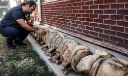 Mersin'de topraktan çıkarılan balina iskeleti birleştirilip sergileneceği günü bekliyor