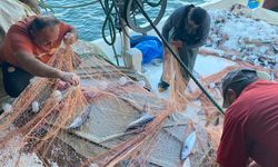 Sinop'ta bir balıkçının ağına 3 bin palamut takıldı