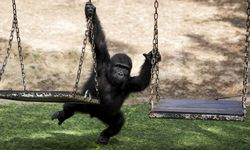 Yavru goril 'Zeytin' Türkiye'de kalacak