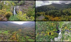 Yunt Dağları'ndaki ağaçlar hazan rengine büründü