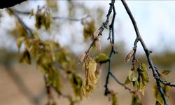 Zirai dondan etkilenen üreticilere 6,5 milyar liralık yeni destek ödemesi