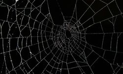 Arnavutluk-Yunanistan sınırında bir mağarada 'dünyanın en büyük örümcek ağı' bulundu