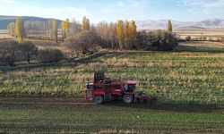 Bayburt'ta şeker pancarı üretim alanı 5 yılda 6 kat arttı